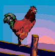 galo.gif