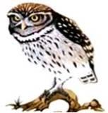 mocho_galego.jpg