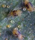 plaga-arana-roja.jpg