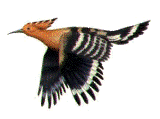 poupa.gif