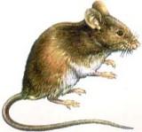 rato-das-batatas.jpg